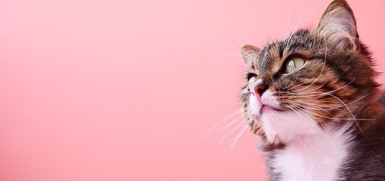 3 preuves que les chats sentent les bonnes personnes WeMystic France