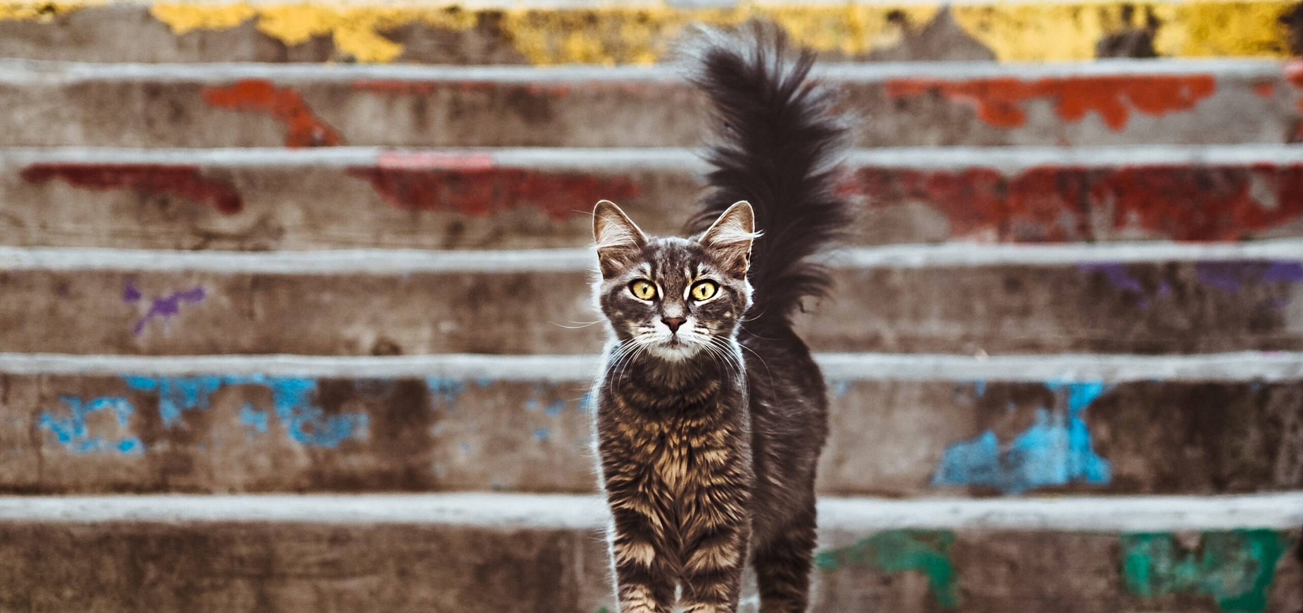 Estce que les chats sentent les séismes ? WeMystic France