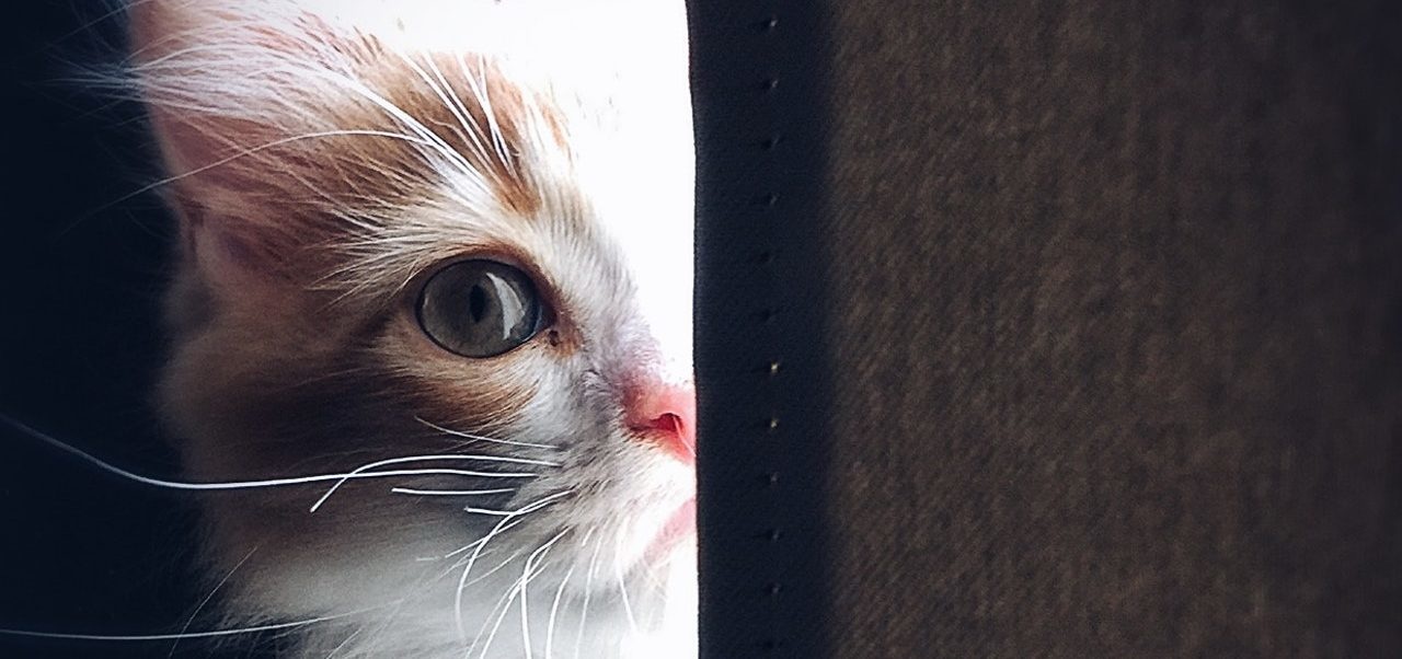 3 comportements qui prouvent que les chats sentent la tristesse WeMystic France