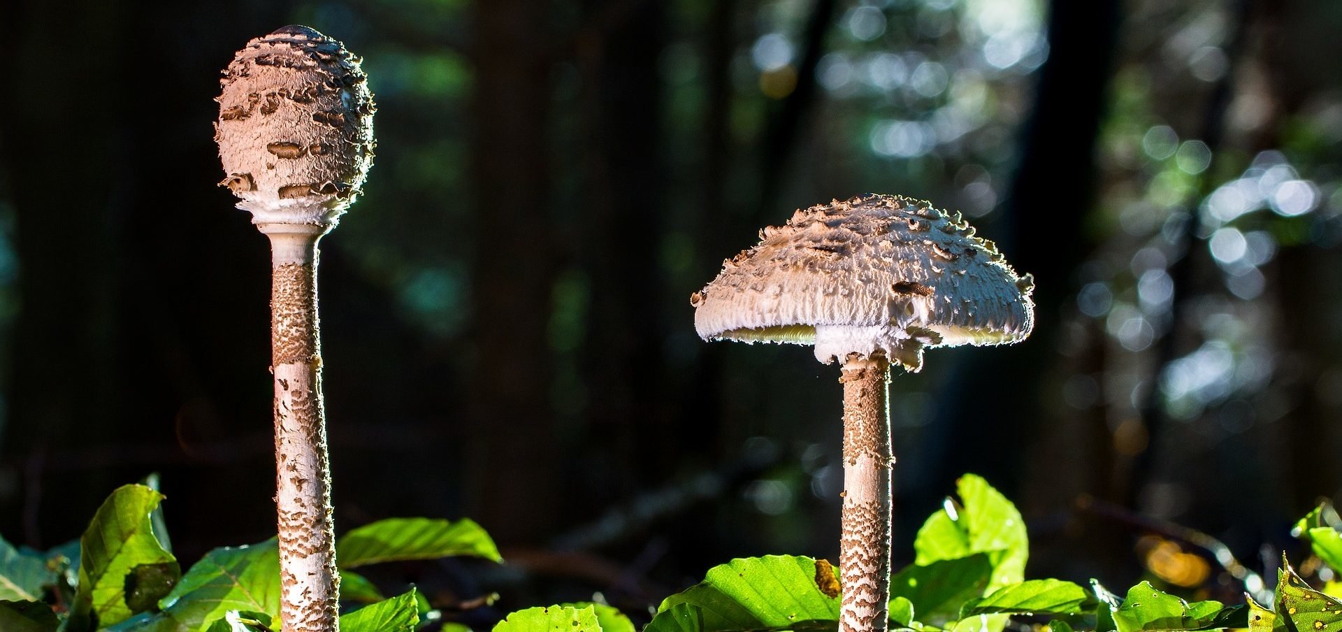 Calendrier Lunaire Champignons 2023 Le Calendrier Lunaire Des Champignons - Wemystic France
