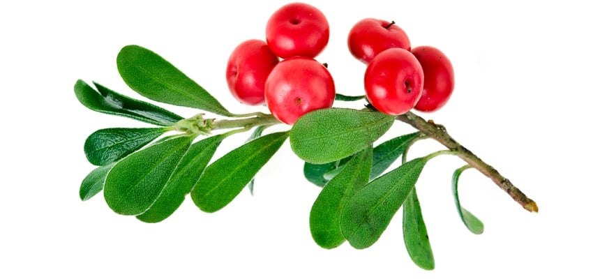 Bearberry: is it good for your health - WeMystic UK