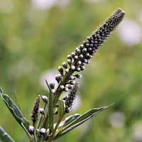Les Meilleures Plantes Pour les Femmes