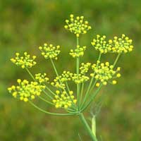 Les Meilleures Plantes Pour les Femmes