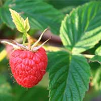 Les Meilleures Plantes Pour les Femmes