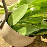 Les Meilleures Plantes Pour les Femmes