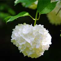 Les Meilleures Plantes Pour les Femmes