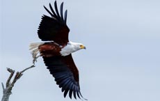 animaux-messagers-signification : aigle
