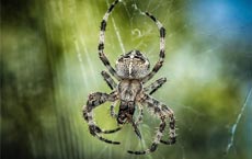 animaux-messagers-signification : araignee