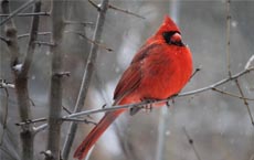 animaux-messagers-signification : cardinal rouge