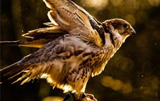 animaux-messagers-signification : faucon