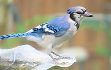 animaux-messagers-signification : geai bleu