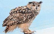 animaux-messagers-signification : hibou