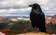 animaux-messagers-signification : corbeau