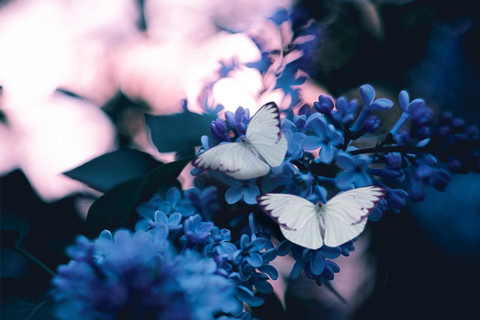 Signification spirituelle du papillon WeMystic France