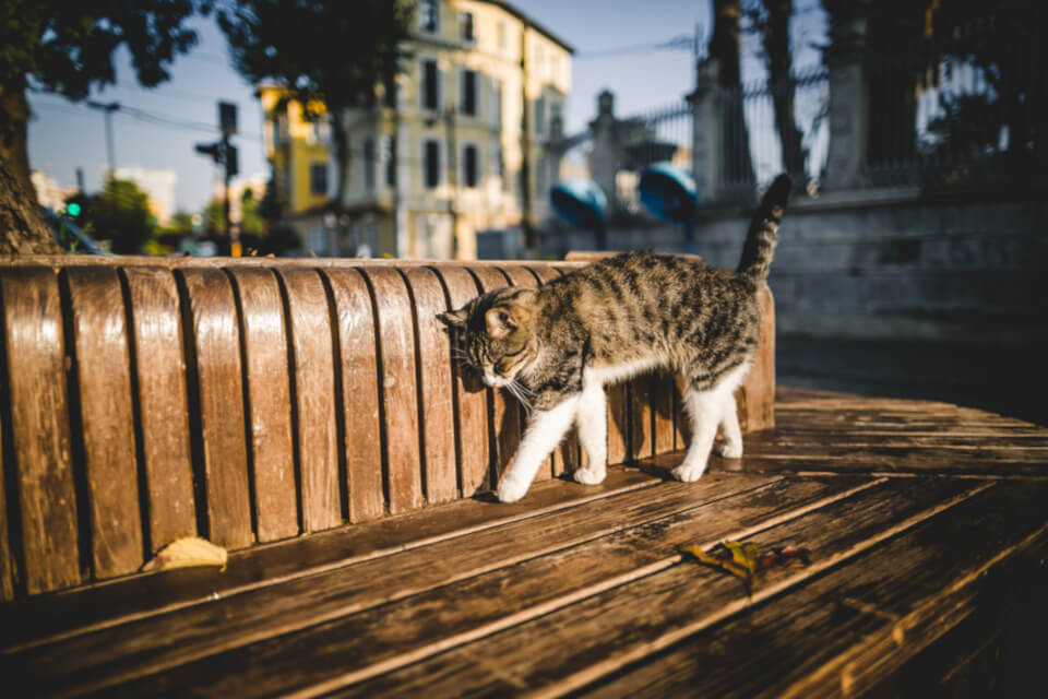 Les Chats Sentent la Mort ? Découvrezle ici ! WeMystic France