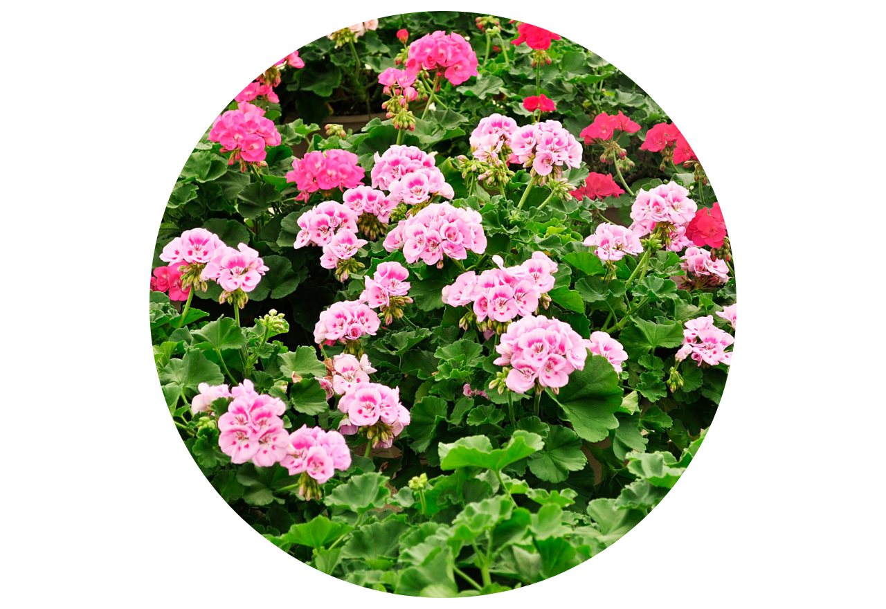 plantes négatives à éviter pour la maison : géranium