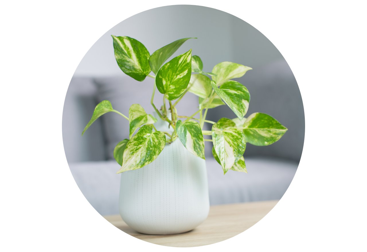 pothos