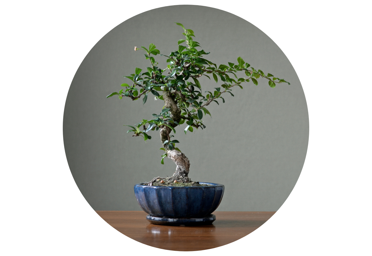 bonsai