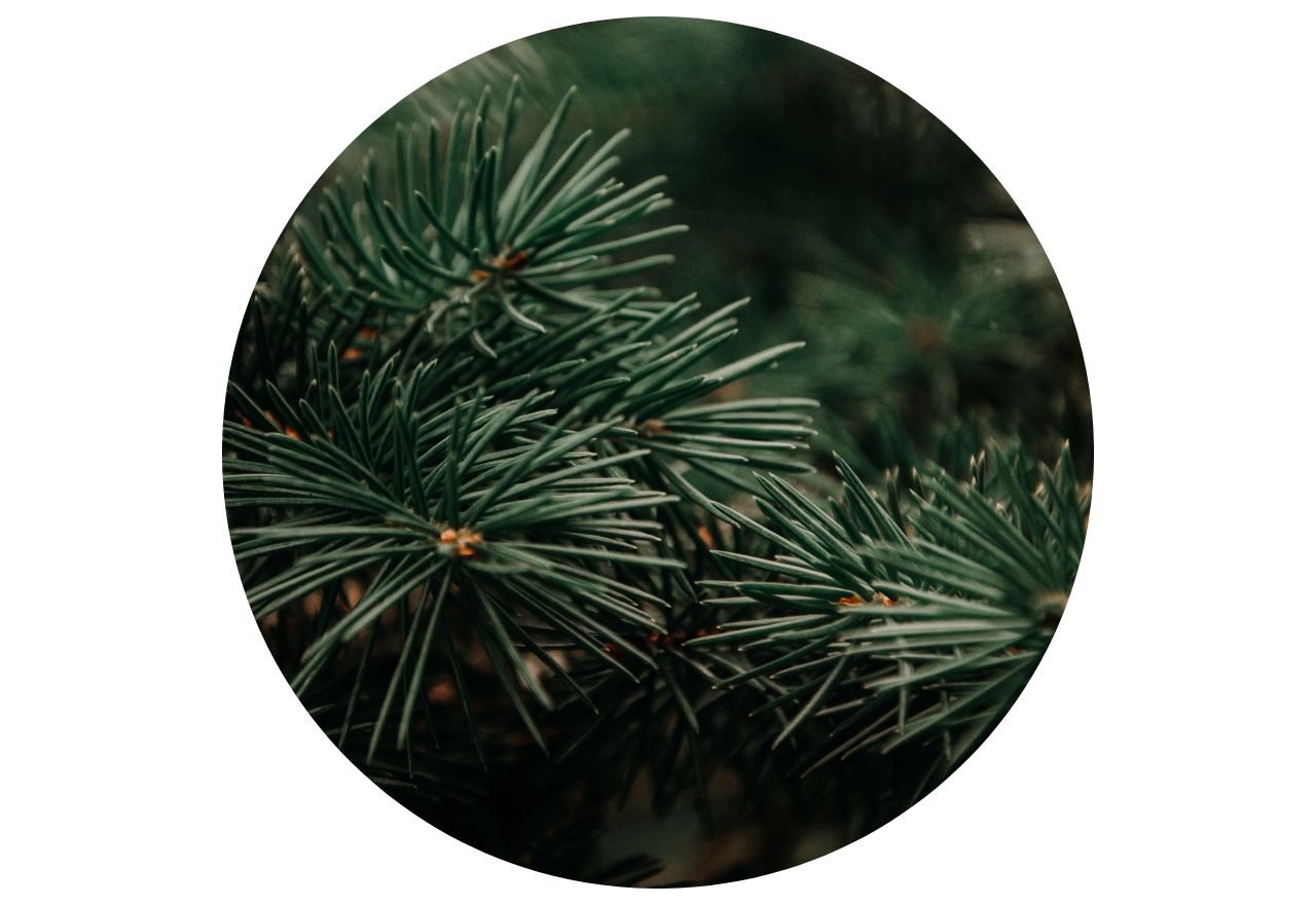 plantes négatives à éviter pour la maison : pin