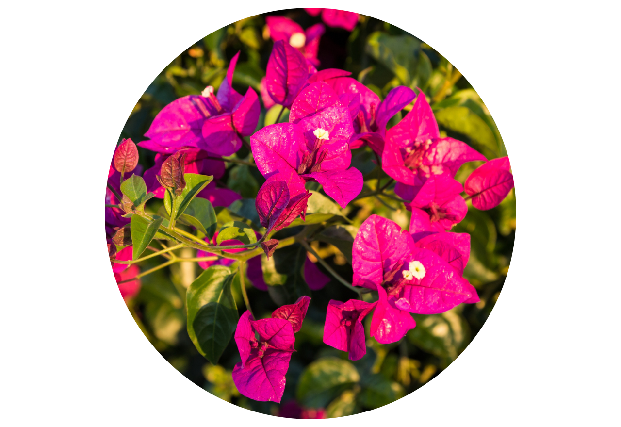 plantes négatives à éviter pour la maison : Bougainvillier