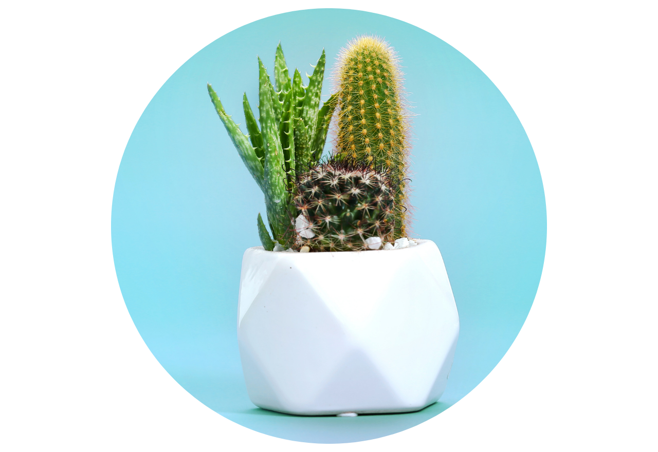 plantes négatives à éviter pour la maison : cactus