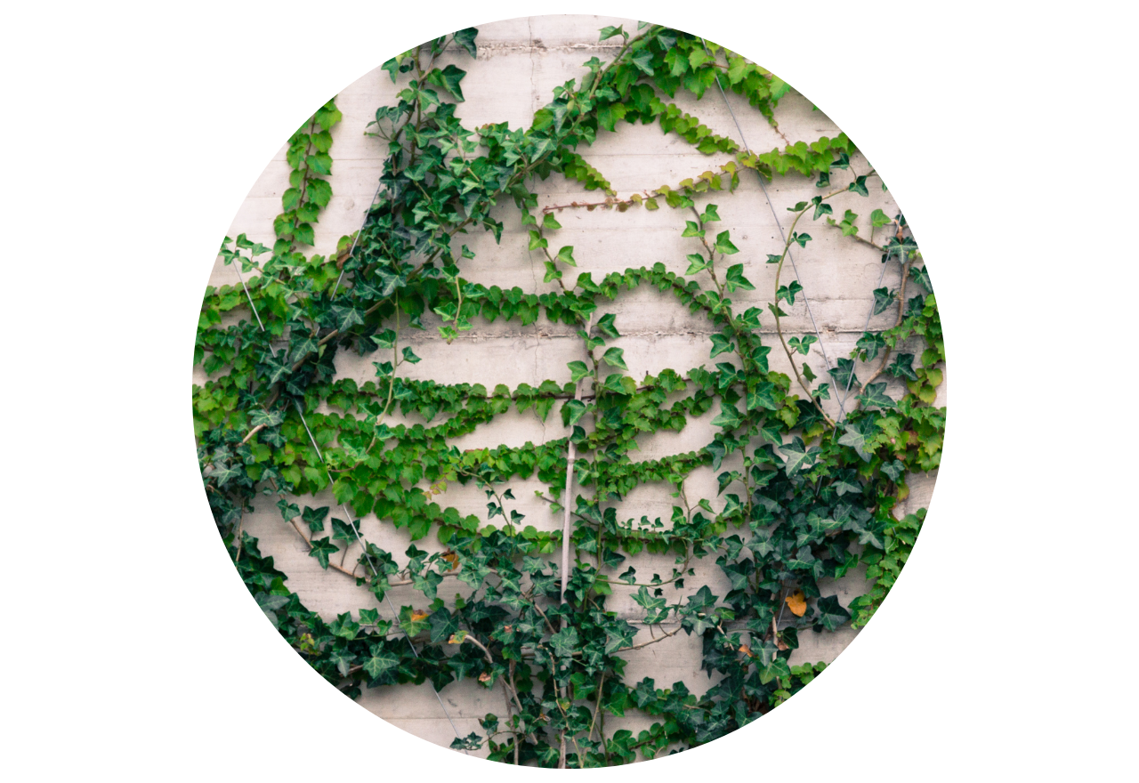 plantes grimpantes