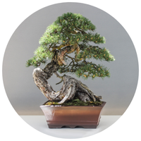 Bonsai