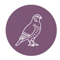 animal-totem-perdrix